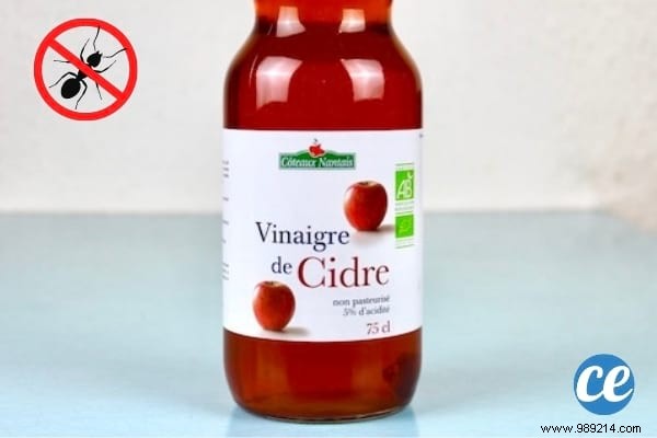 22 Proven Natural Ant Repellents: Safe, Effective Ways to Protect Your Home