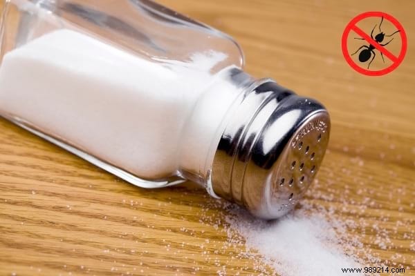 22 Proven Natural Ant Repellents: Safe, Effective Ways to Protect Your Home