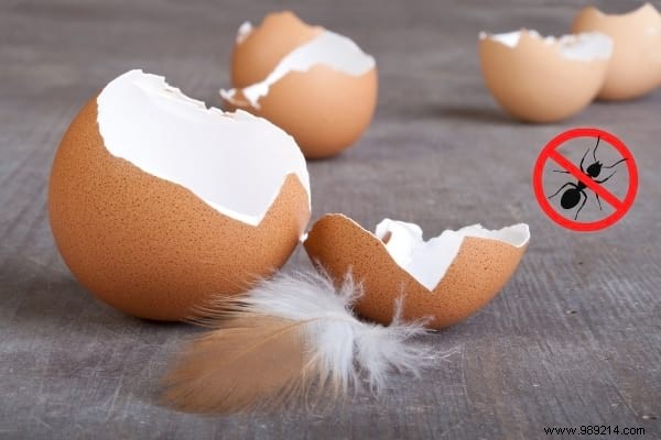 22 Proven Natural Ant Repellents: Safe, Effective Ways to Protect Your Home