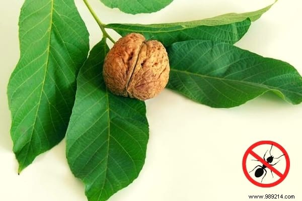 22 Proven Natural Ant Repellents: Safe, Effective Ways to Protect Your Home