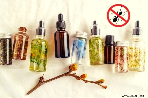 22 Proven Natural Ant Repellents: Safe, Effective Ways to Protect Your Home