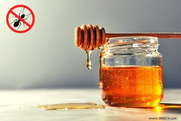 22 Proven Natural Ant Repellents: Safe, Effective Ways to Protect Your Home