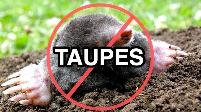 8 Proven Humane Methods to Permanently Deter Moles from Your Garden Without Killing Them