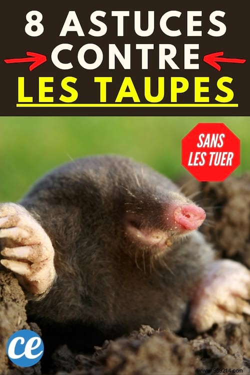 8 Proven Humane Methods to Permanently Deter Moles from Your Garden Without Killing Them