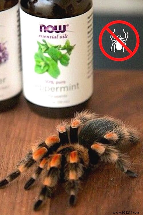 Natural Spider Repellent: DIY Essential Oil Spray to Keep Spiders Away Safely