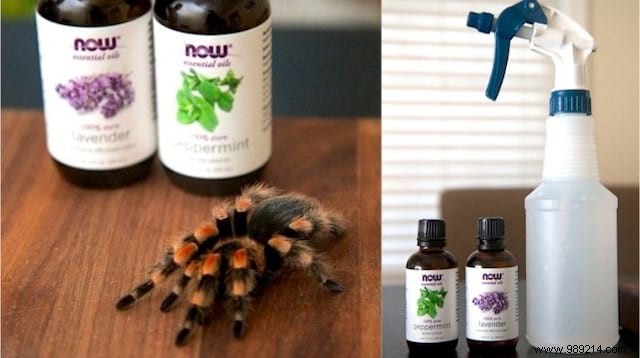 Natural Spider Repellent: DIY Essential Oil Spray to Keep Spiders Away Safely