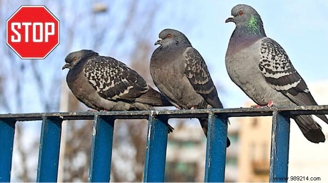 Keep Pigeons Off Your Balcony: Proven White Vinegar Repellent Method
