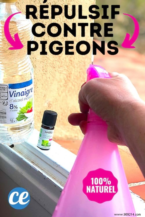 Keep Pigeons Off Your Balcony: Proven White Vinegar Repellent Method