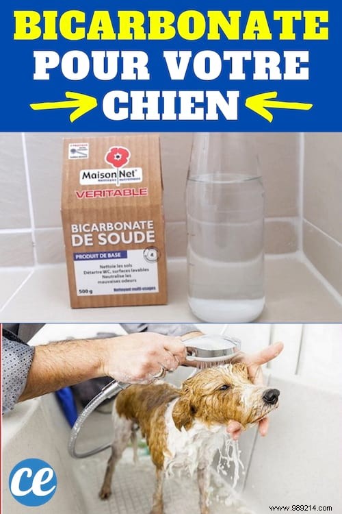 5 Proven Ways to Use Baking Soda for Your Dog and Cat s Health and Hygiene