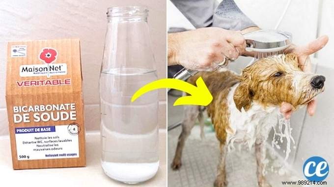 5 Proven Ways to Use Baking Soda for Your Dog and Cat s Health and Hygiene