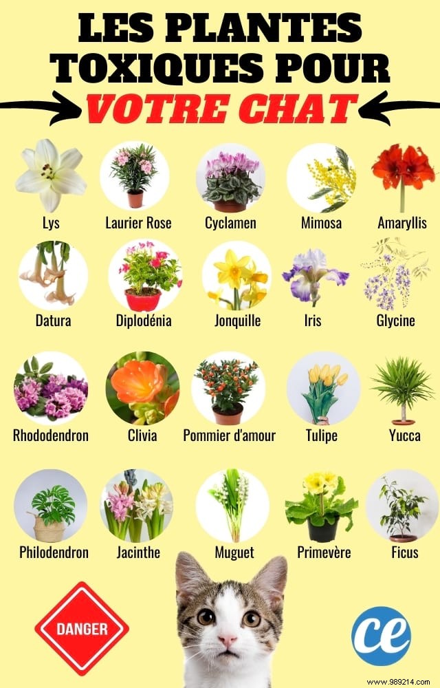 30 Toxic Plants Dangerous to Cats: What Every Owner Must Know