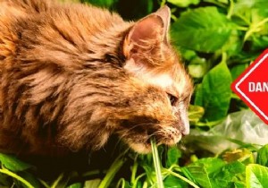 30 Toxic Plants Dangerous to Cats: What Every Owner Must Know