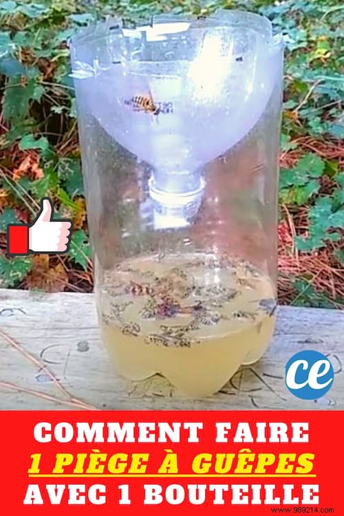 DIY Wasp Trap: Proven Plastic Bottle Method for Pest-Free Outdoor Meals