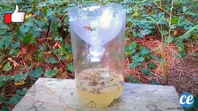 DIY Wasp Trap: Proven Plastic Bottle Method for Pest-Free Outdoor Meals