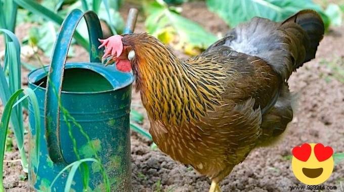 5 Proven Reasons to Keep Chickens in Your Vegetable Garden