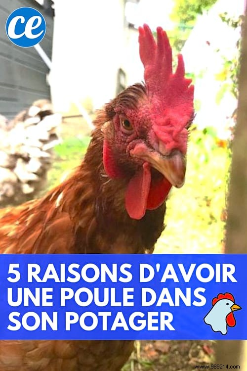 5 Proven Reasons to Keep Chickens in Your Vegetable Garden