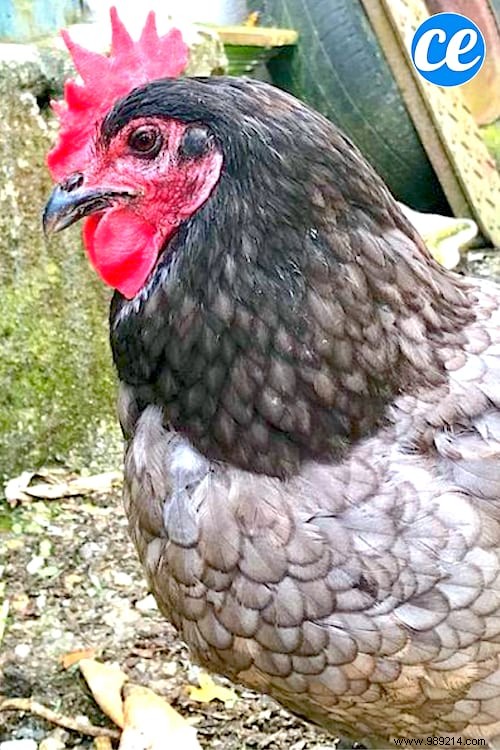 5 Proven Reasons to Keep Chickens in Your Vegetable Garden