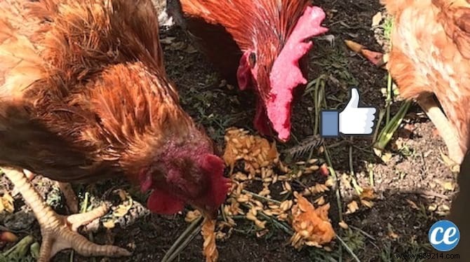 5 Proven Reasons to Keep Chickens in Your Vegetable Garden
