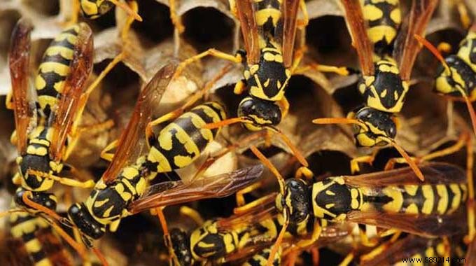 3 Proven Natural Wasp Repellents: Simple, Effective Home Remedies