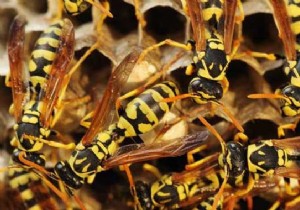 3 Proven Natural Wasp Repellents: Simple, Effective Home Remedies