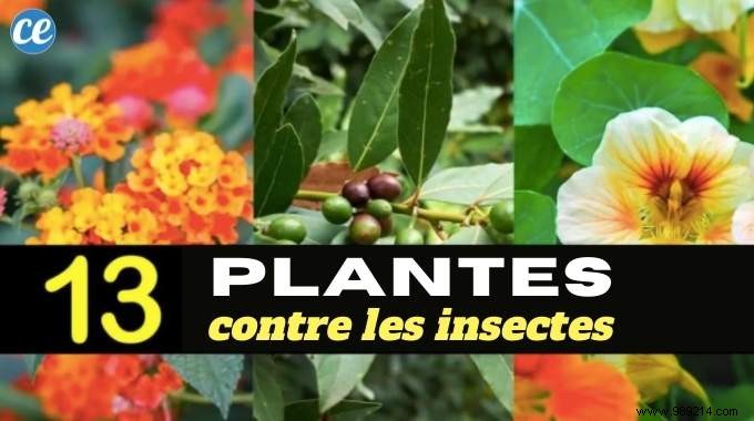 13 Proven Plants That Naturally Repel Mosquitoes, Flies, and More