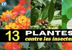 13 Proven Plants That Naturally Repel Mosquitoes, Flies, and More
