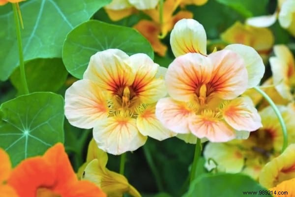 13 Proven Plants That Naturally Repel Mosquitoes, Flies, and More