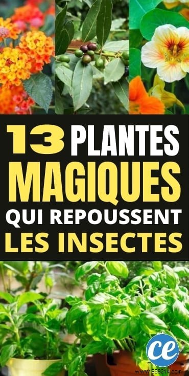 13 Proven Plants That Naturally Repel Mosquitoes, Flies, and More