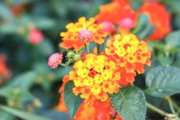 13 Proven Plants That Naturally Repel Mosquitoes, Flies, and More