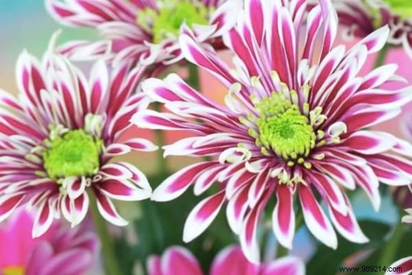 13 Proven Plants That Naturally Repel Mosquitoes, Flies, and More