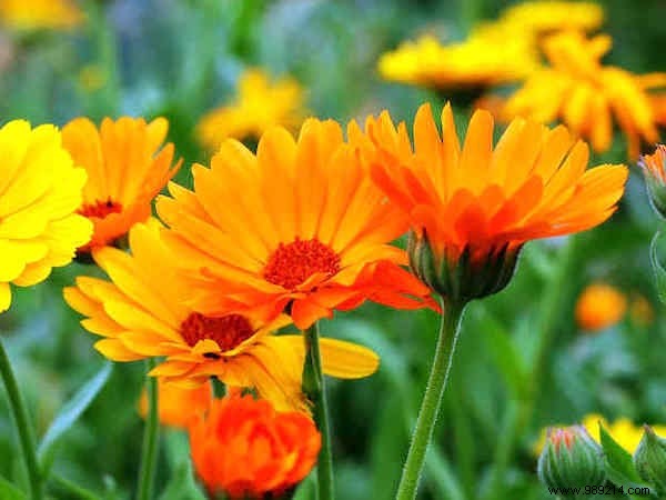 13 Proven Plants That Naturally Repel Mosquitoes, Flies, and More