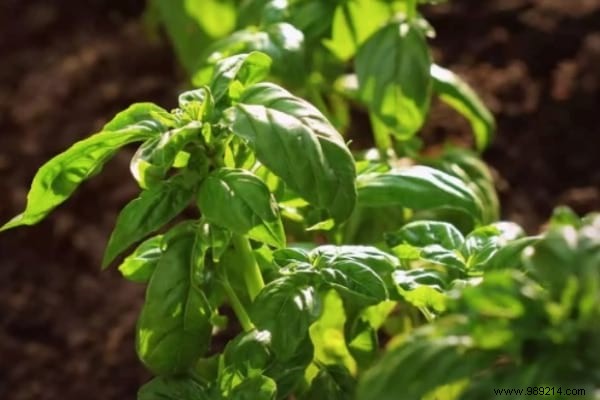 13 Proven Plants That Naturally Repel Mosquitoes, Flies, and More
