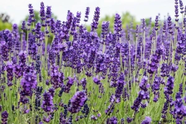 13 Proven Plants That Naturally Repel Mosquitoes, Flies, and More