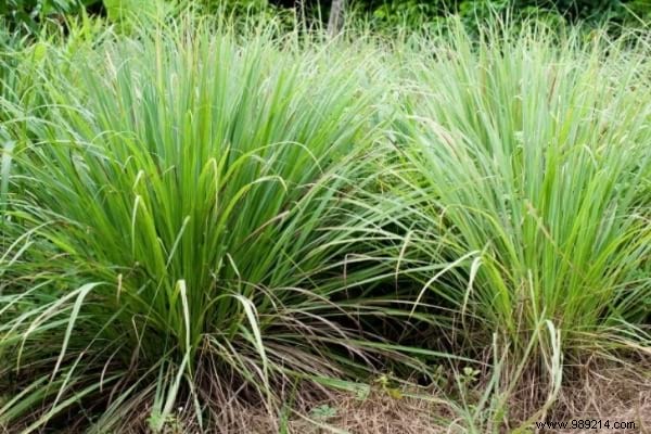 13 Proven Plants That Naturally Repel Mosquitoes, Flies, and More