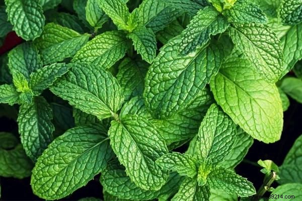 13 Proven Plants That Naturally Repel Mosquitoes, Flies, and More