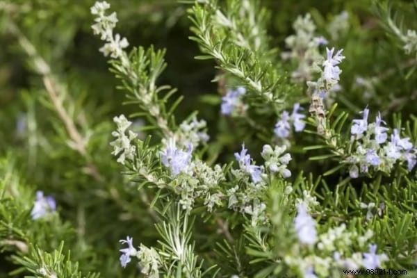 13 Proven Plants That Naturally Repel Mosquitoes, Flies, and More