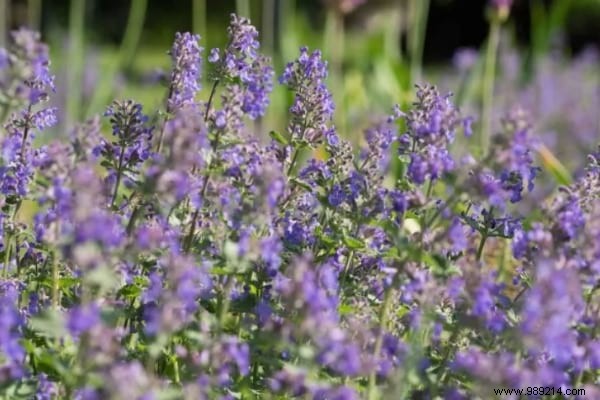 13 Proven Plants That Naturally Repel Mosquitoes, Flies, and More