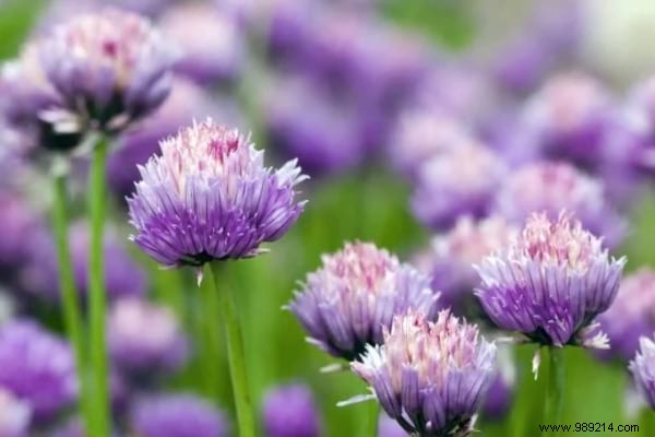 13 Proven Plants That Naturally Repel Mosquitoes, Flies, and More