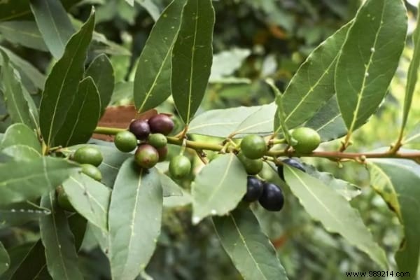 13 Proven Plants That Naturally Repel Mosquitoes, Flies, and More