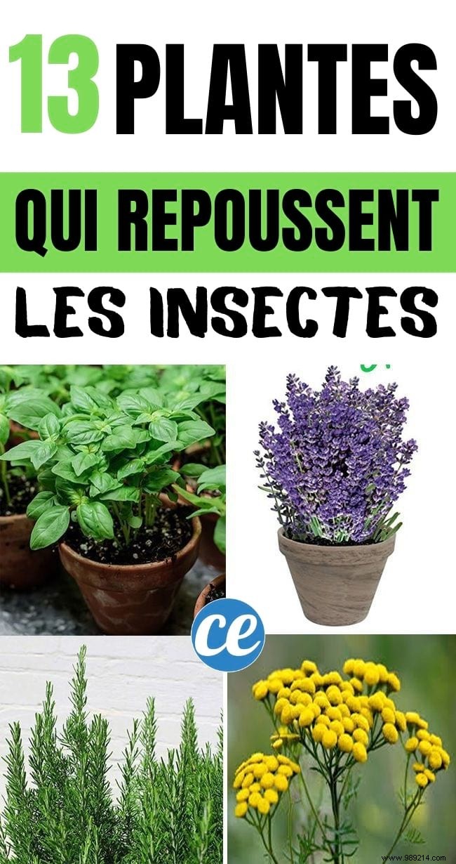 13 Proven Plants That Naturally Repel Mosquitoes, Flies, and More
