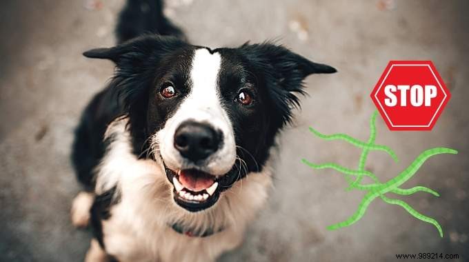 Green Clay: A Proven Natural Dewormer for Dogs, Effective in Just 1 Day