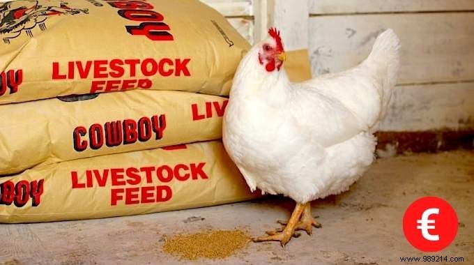16 Proven Tips to Feed Your Chickens Economically While Boosting Health and Egg Production