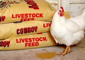 16 Proven Tips to Feed Your Chickens Economically While Boosting Health and Egg Production