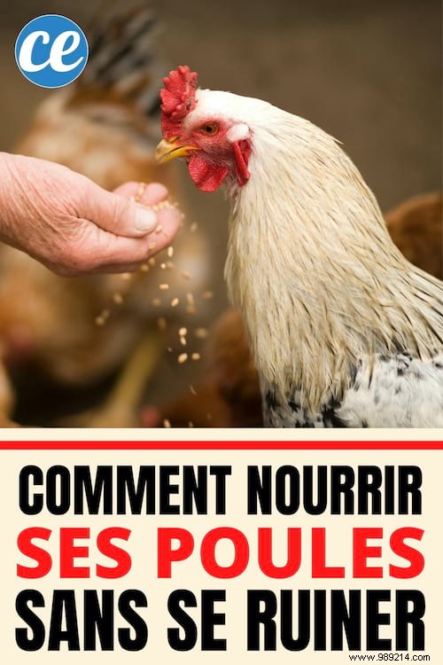 16 Proven Tips to Feed Your Chickens Economically While Boosting Health and Egg Production