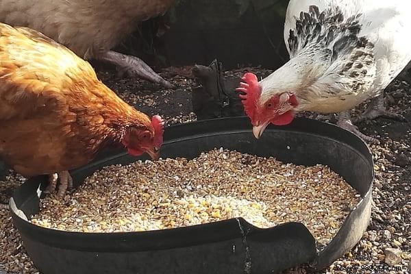 16 Proven Tips to Feed Your Chickens Economically While Boosting Health and Egg Production