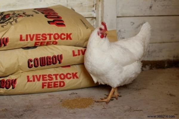 16 Proven Tips to Feed Your Chickens Economically While Boosting Health and Egg Production