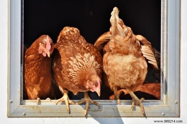 16 Proven Tips to Feed Your Chickens Economically While Boosting Health and Egg Production