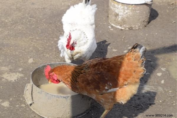 16 Proven Tips to Feed Your Chickens Economically While Boosting Health and Egg Production