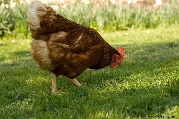 16 Proven Tips to Feed Your Chickens Economically While Boosting Health and Egg Production