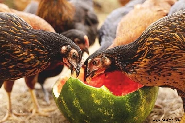 16 Proven Tips to Feed Your Chickens Economically While Boosting Health and Egg Production